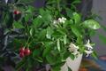 Рекомендации по выращиванию комнатного цветочного растения "Мурайя" от Валентины Шлеменковой